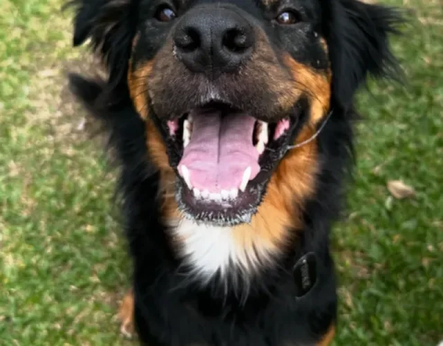 cachorro peludo feliz