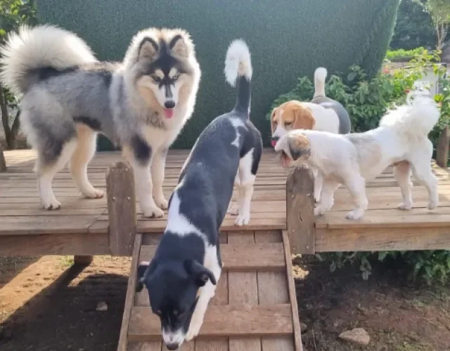 cachorros descendo escorrega