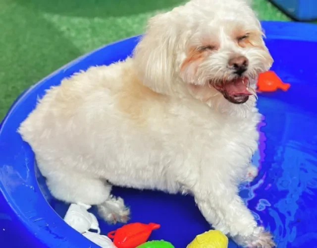 cachorro branco feliz na piscina