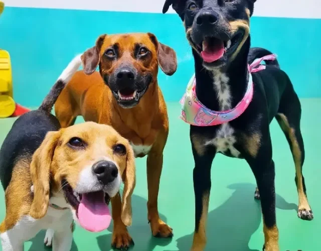 três cachorros felizes na creche