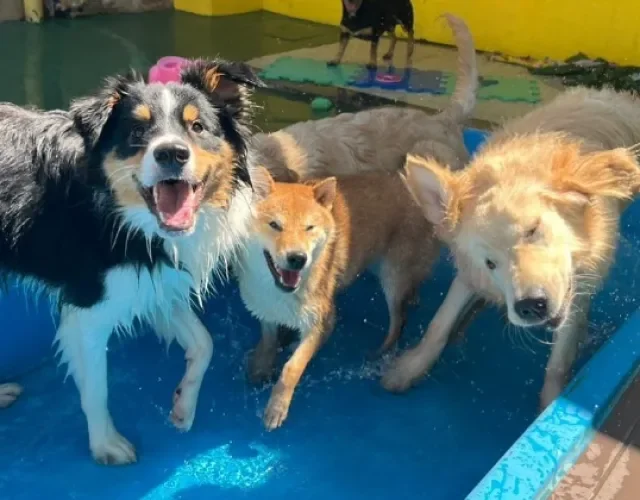 Na creche para cachorro, os animais socializam (Créditos: Instagram/@matilharealbh) cachorros na piscina
