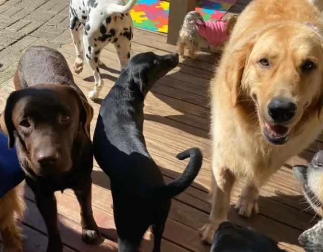 cachorros se divertindo