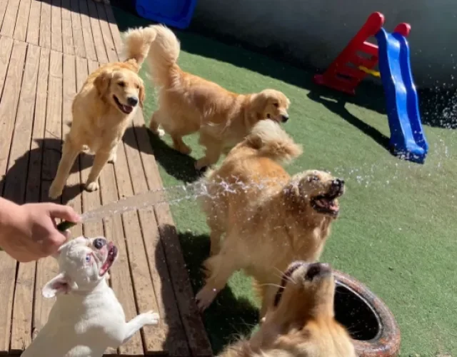 cachorros brincando ao ar livre
