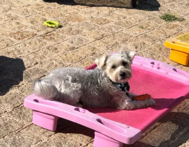 cachorro pegando sol em esteira rosa