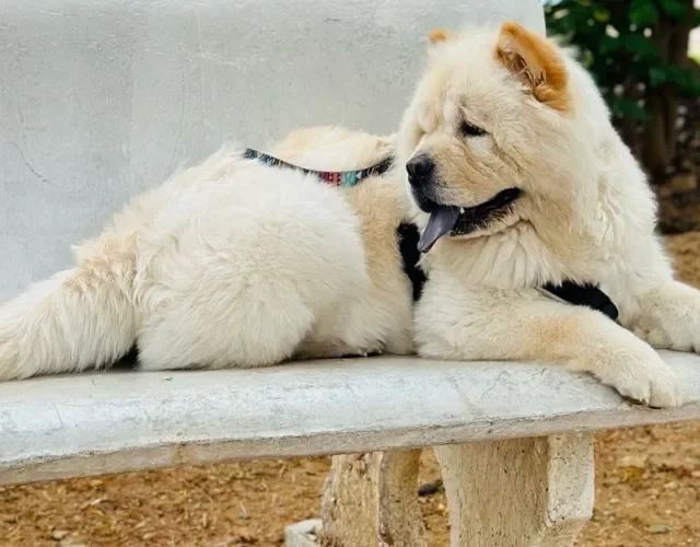 chow chow branco deitado em cima de banco no parque
