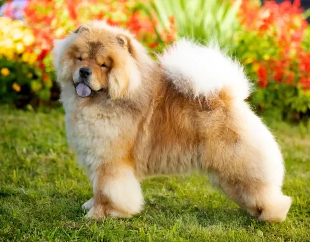 chow chow de pé visto de lado