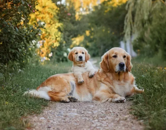 golden retriever filhote deitado em cima da mãe na grama