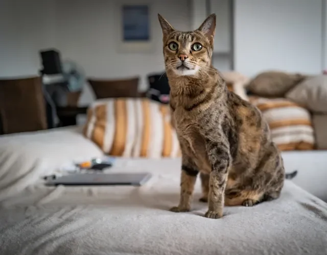 gato savannah sentado no sofá