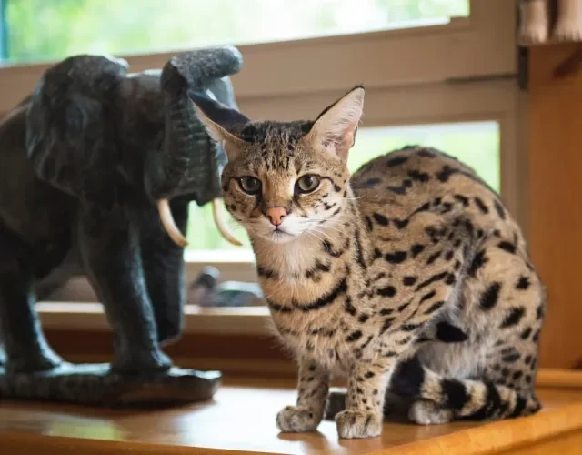 gato Savannah sentado ao lado de estátua