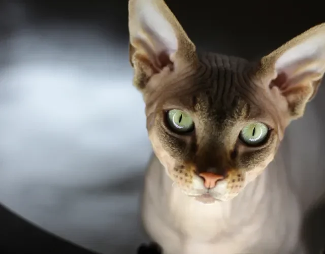 gato sem pelo sphynx olhando para a câmera