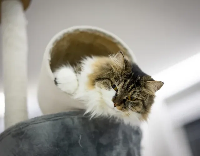 gato Angorá deitado dentro de brinquedo
