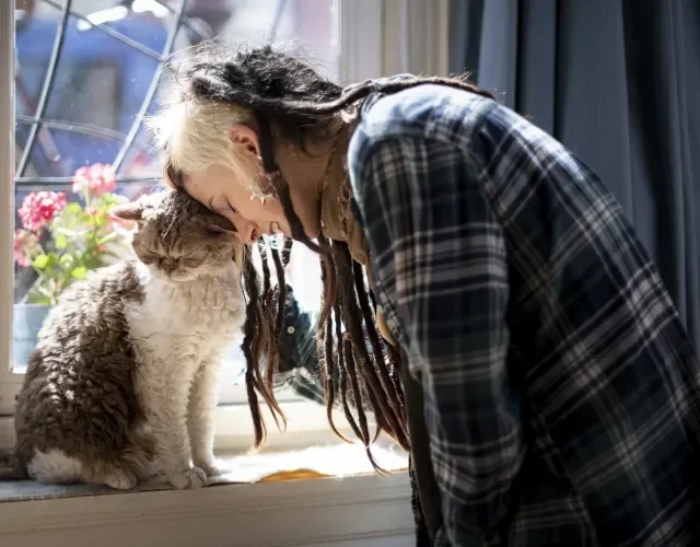 Selkirk Rex sendo acaraciado por mulher