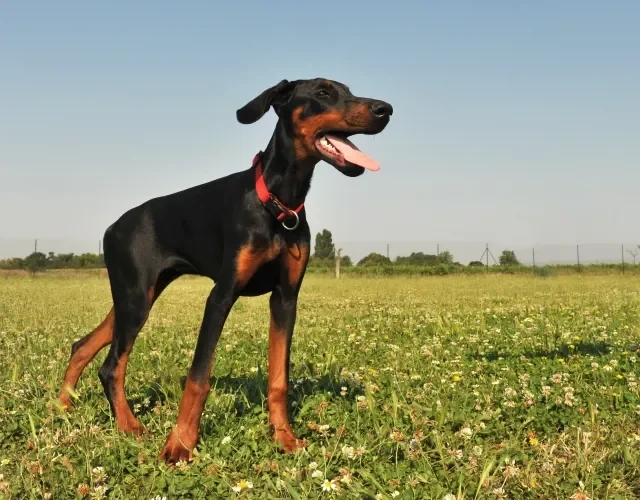 Doberman em pé ao ar livre