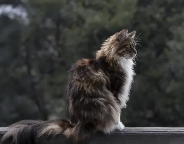 Maine Coon sentado