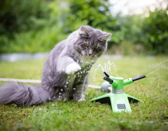 Maine Coon brincando com água
