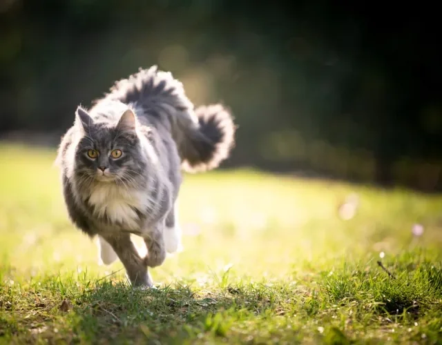 Maine Coon correndo