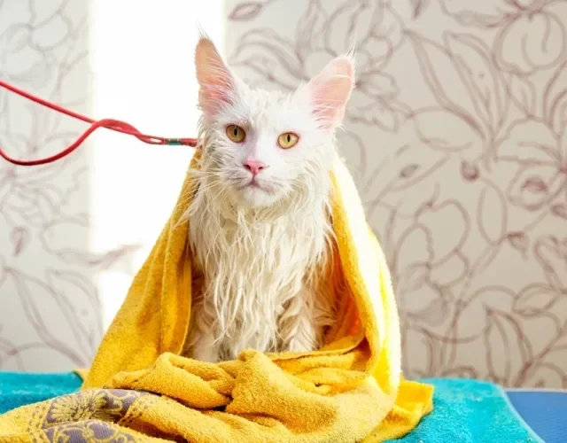 Maine Coon tomando banho 