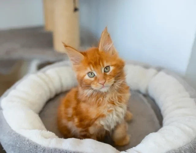 Maine Coon filhote deitado na cama
