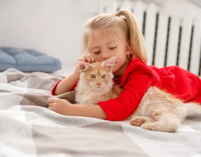 criança ao lado de Maine Coon