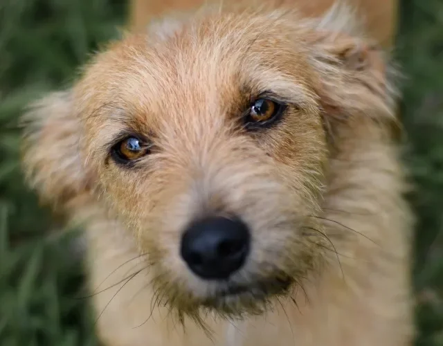 O cachorro vira lata fiapo de manga é aquele que apresenta pelos rebeldes em tom alaranjado rosto de um cachorro vira lata fiapo de manga