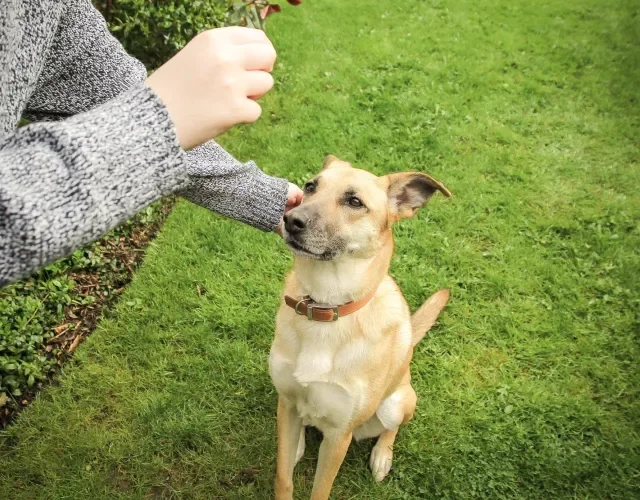O adestramento do cachorro vira lata costuma ser tranquilo humano adestrando um cachorro vira lata