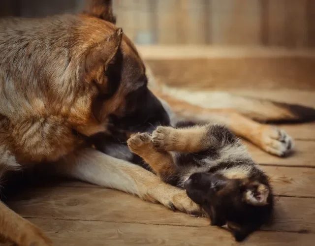 mãe canina com filhotes de cachorro