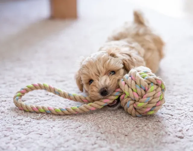 filhote de cachorro com brinquedo na boca