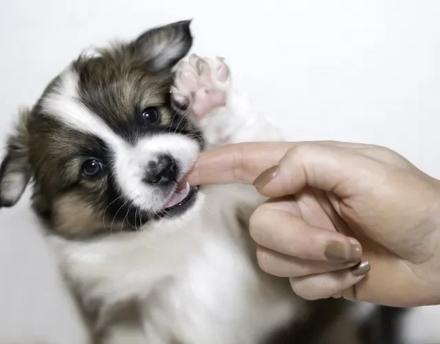 filhote de cachorro mordendo dedo de humano