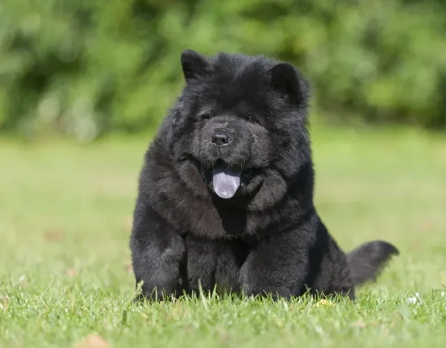 filhote de cachorro da raça Chow Chow