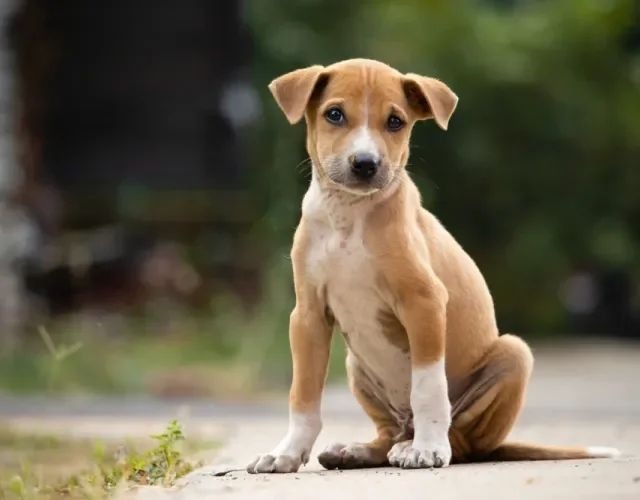 filhote de cachorro vira-lata sentado ao ar livre