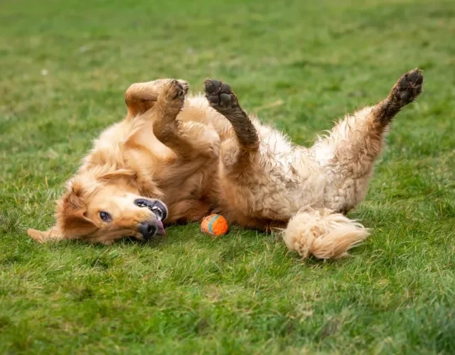 golden retriever deitado na grama feliz