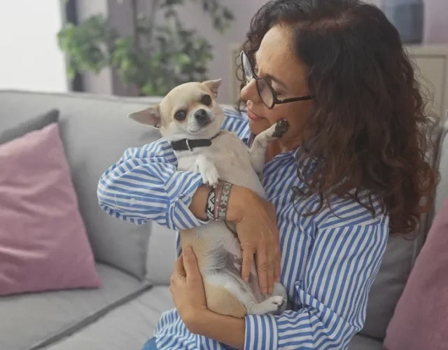 Chihuahua no colo de mulher