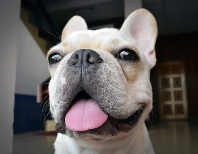 Rosto de Bulldog Francês