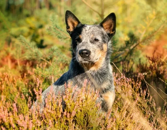 blue heeler em campo florido