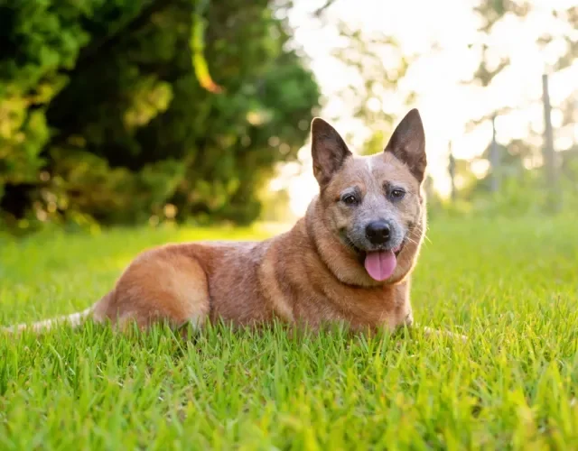 red heeler deitado na grama