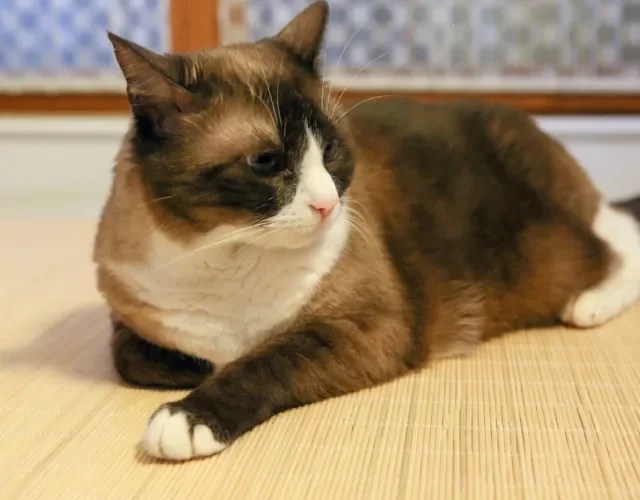 gato snowshoe deitado com as patinhas para frente