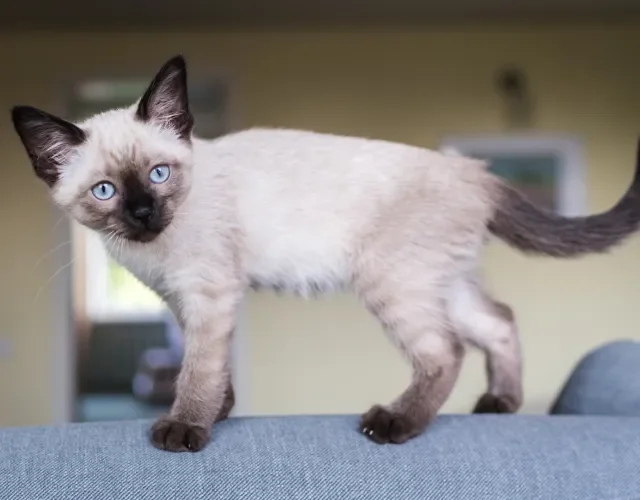 gato siamês filhote em pé