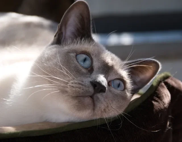 gato siamês deitado