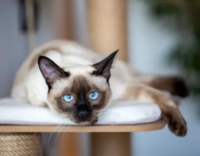 gato siamês deitado na mesa