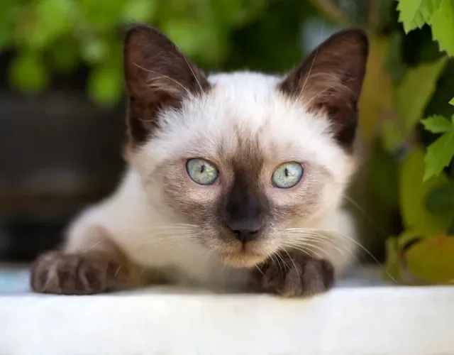 gato siamês com folhas atrás