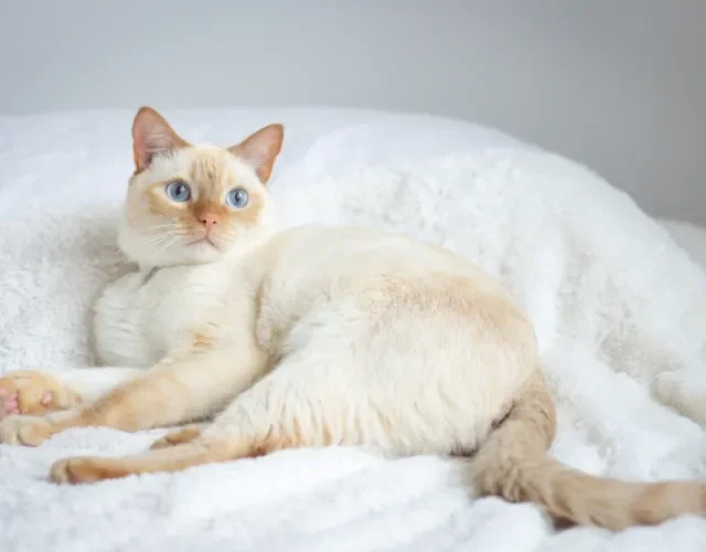 gato siamês red point deitado na cama
