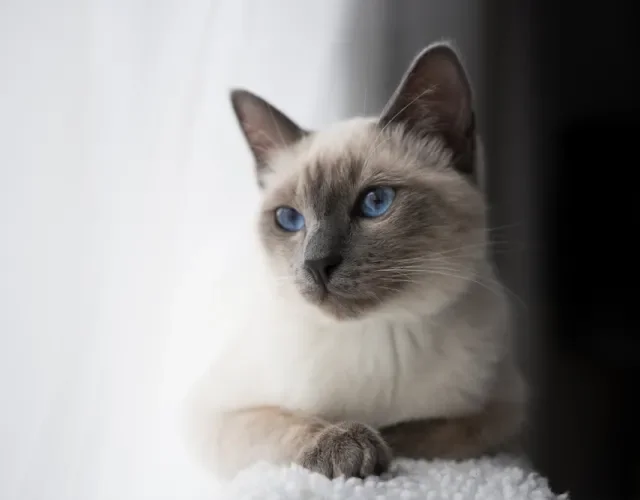 gato siamês perto da janela