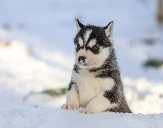 Husky Siberiano na neve