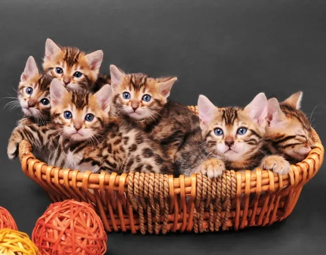 filhotes de gato Bengal em uma cesta
