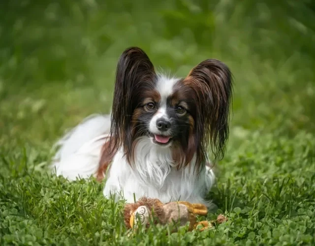 Papillon deitado na grama com brinquedo na frente