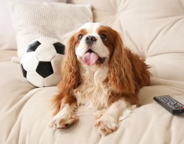 Uma raça de cachorro peludo pequeno é o Cavalier King Charles Spaniel cavalier king charles spaniel deitado no sofá ao lado de bola