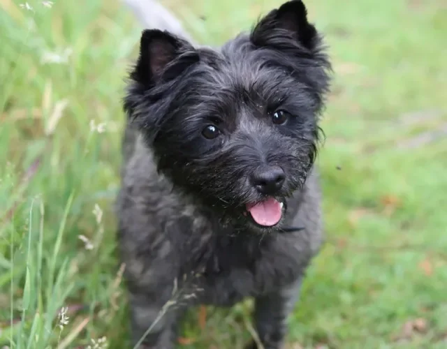 cairn terrier com língua de fora