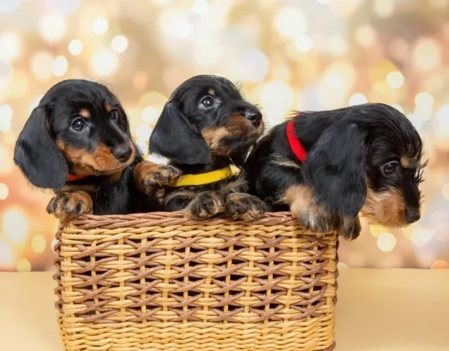 três filhotes de dachshund dentro de uma cestinha