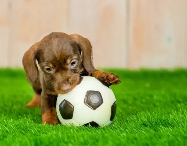filhote de dachshund brincando com bola de futebol