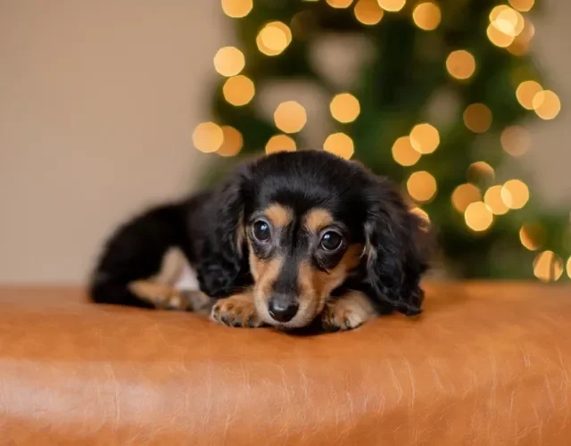 filhote de dachshund deitado no sofá